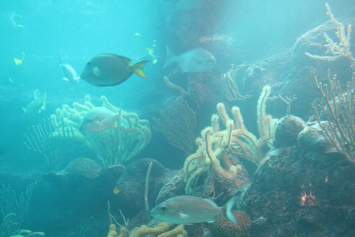 descubre-islas-caribe-catamaran-05