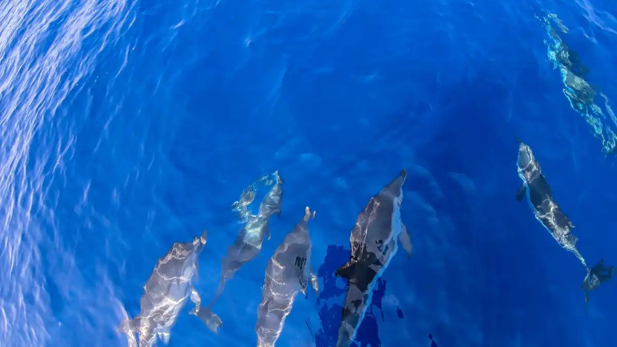 View of La Pelosa beach on San Pietro island, Northern Sardinia.