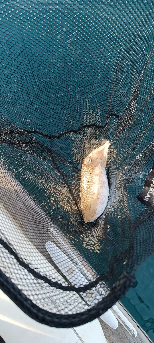 Esperienza di Vela Awe-Inspiring a Valencia