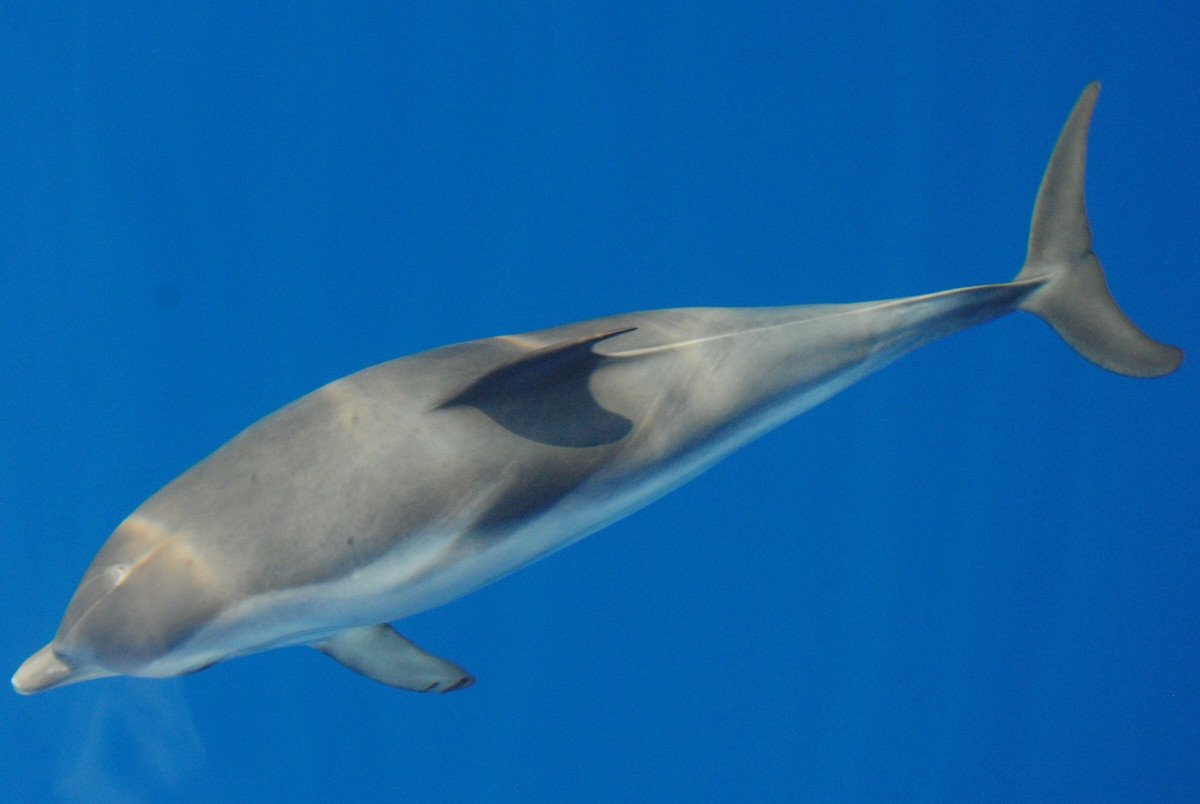 Embark on a sailing cruise in Ibiza and Formentera