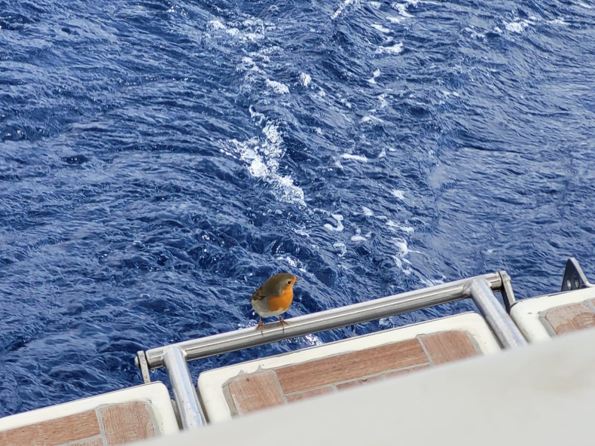 Transatlantic Crossing 2024