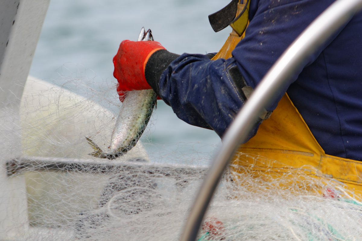 curso-marinero-pescador-san-sebastian
