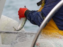 curso-marinero-pescador-san-sebastian