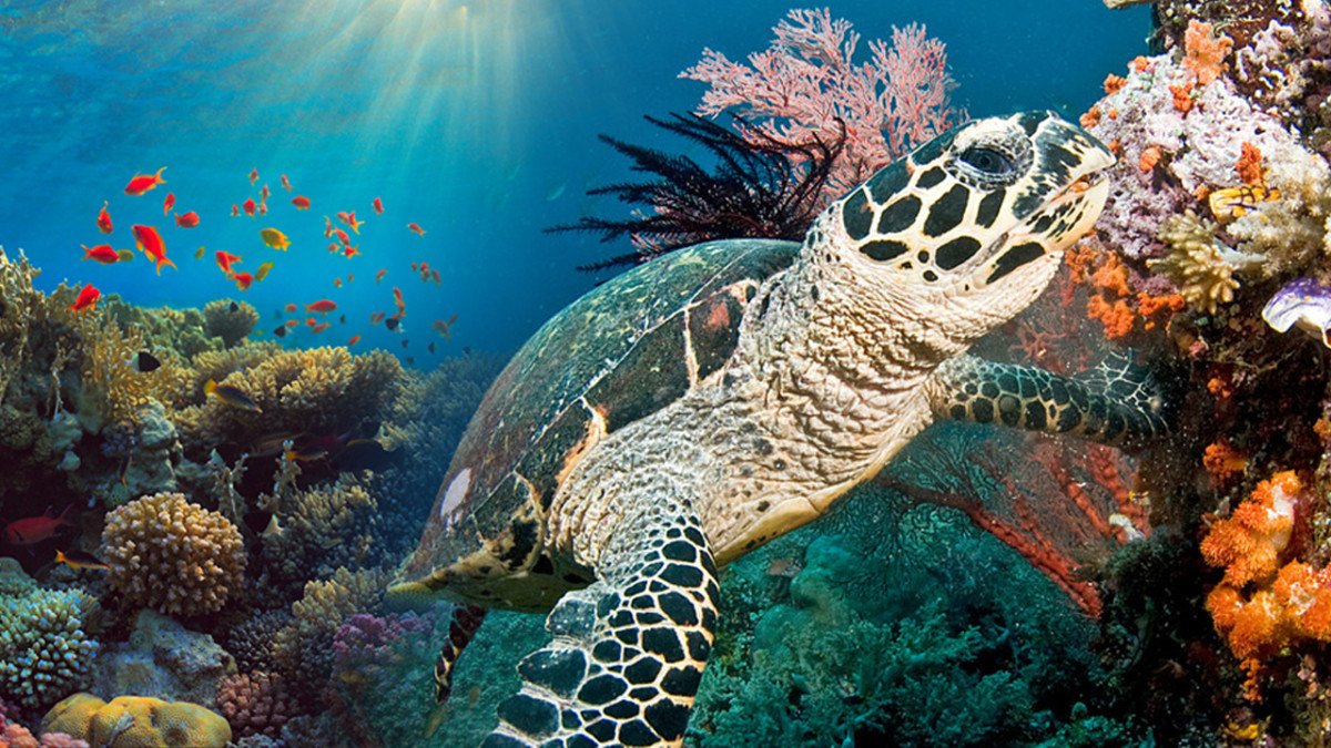 Explore the Caribbean on a cruise