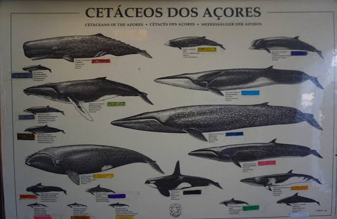 Descubre el Atlántico en un crucero