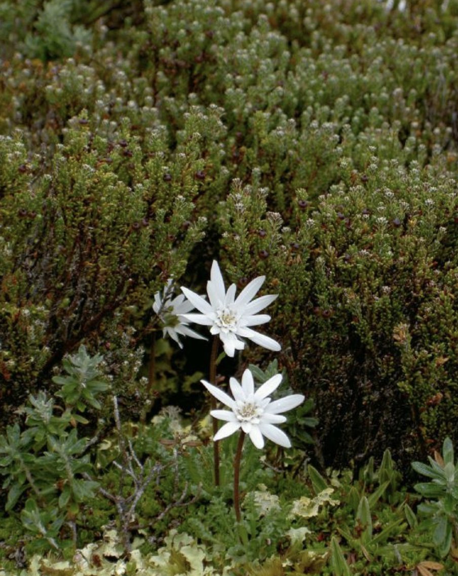 Explora la magia del cabo de Hornos en barco