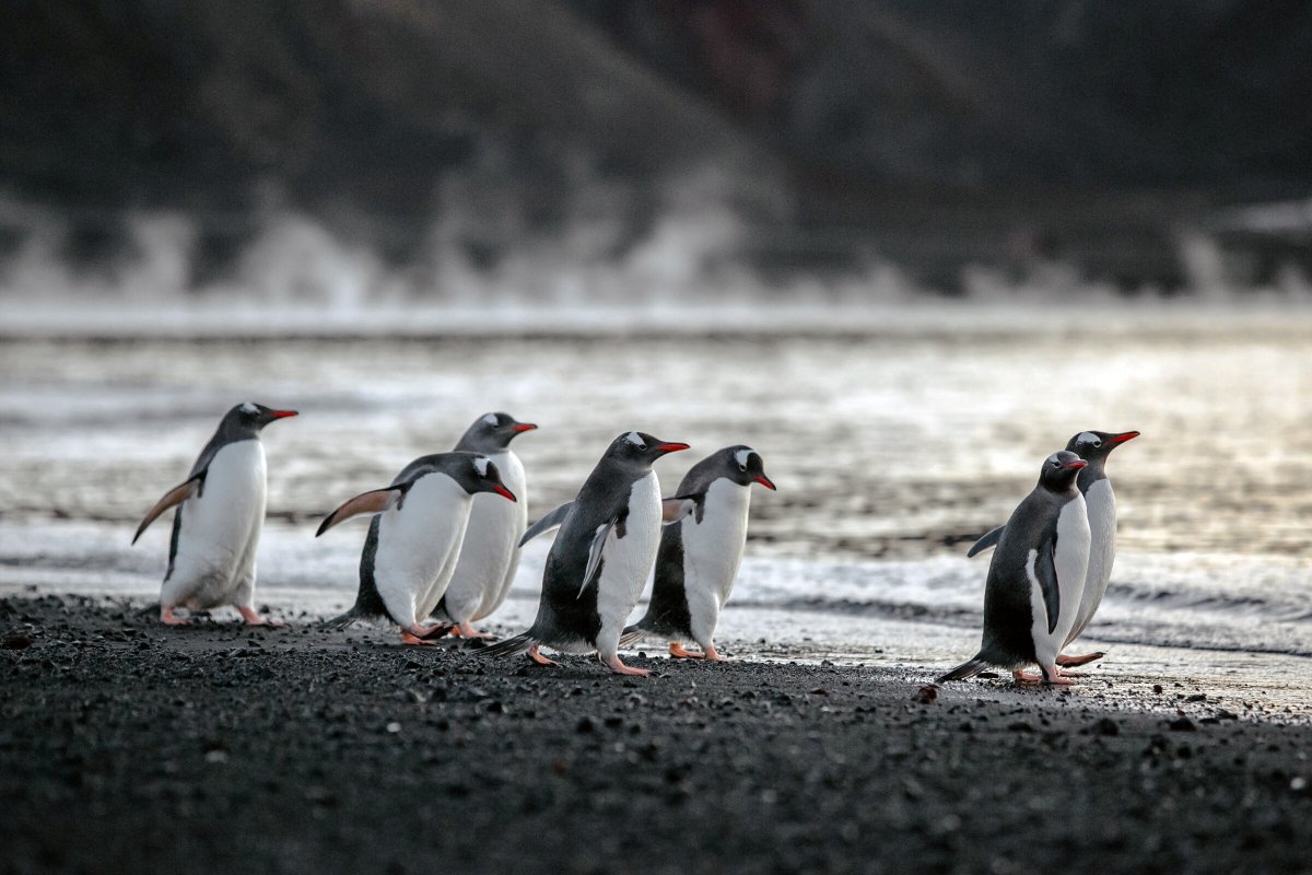 Navigare verso il Polo Sud, spedizione antartica in alto mare