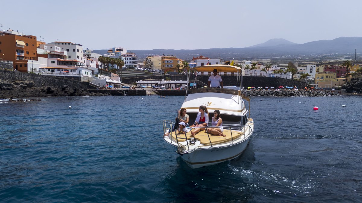 Embark on a nautical journey to see whales and dolphins