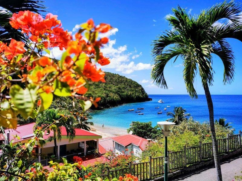 Nuotare con le tartarughe a Martinica