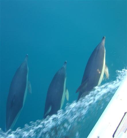 Bavaria Yachts - 9 people