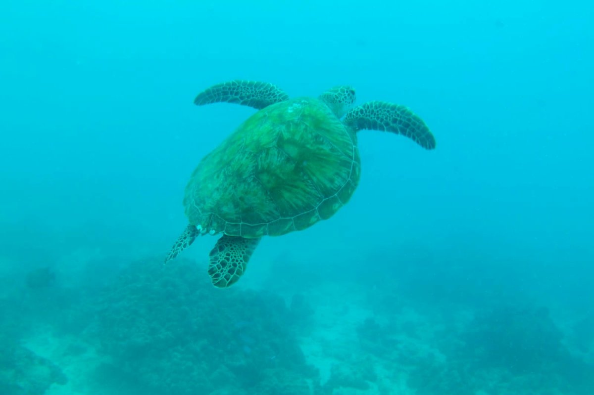 Scoprite le Bahamas in un viaggio a vela
