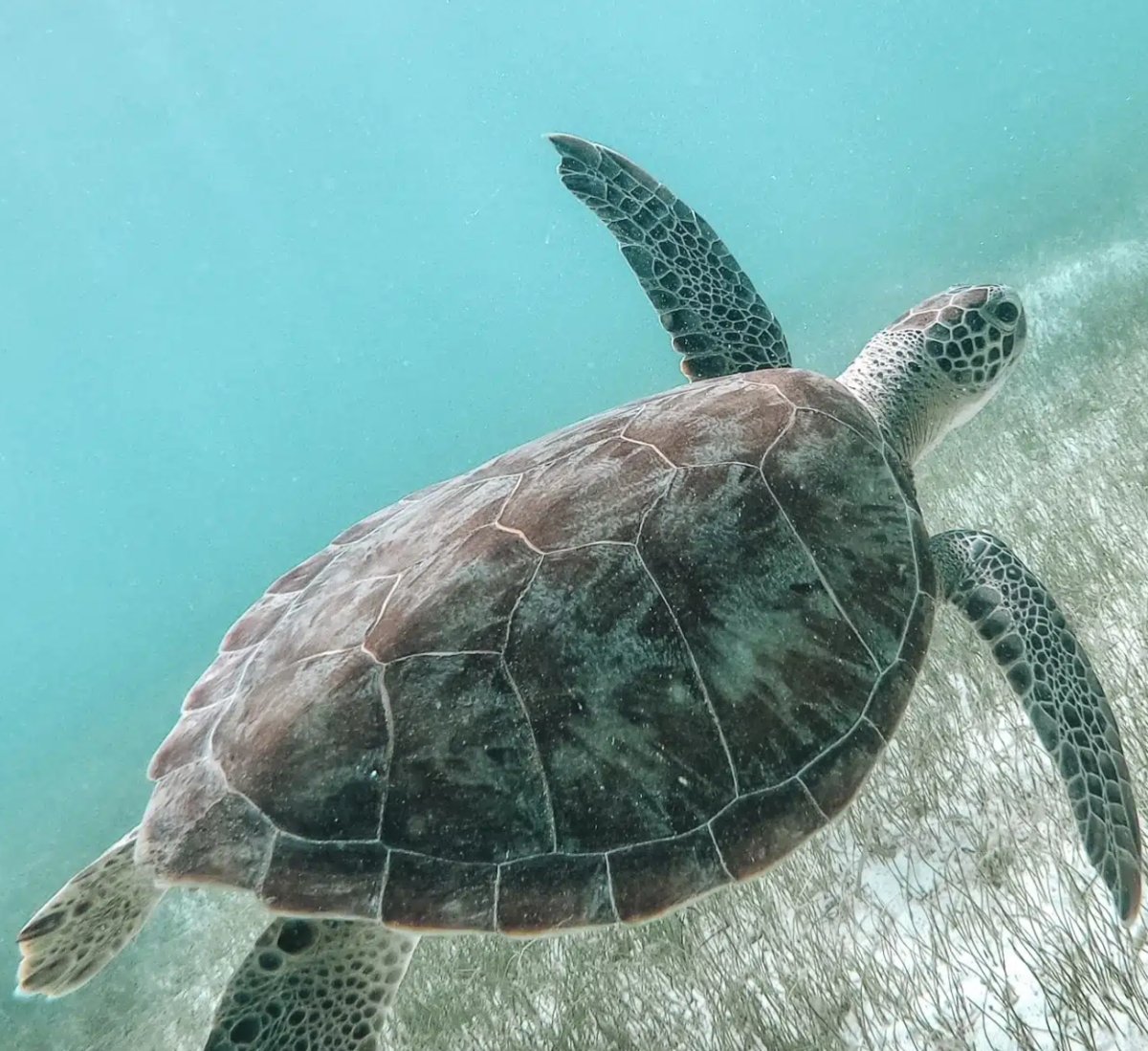Entdecken Sie Martinique mit einer aufregenden Bootstour
