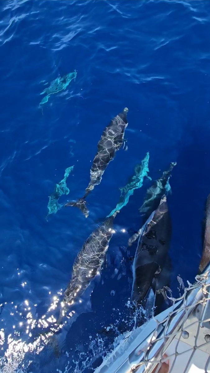 Curso de navegación en velero en alta mar
