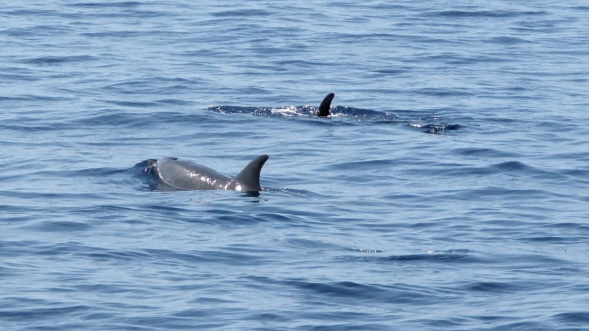 Barca a vela - Bavaria Yachts - 2019