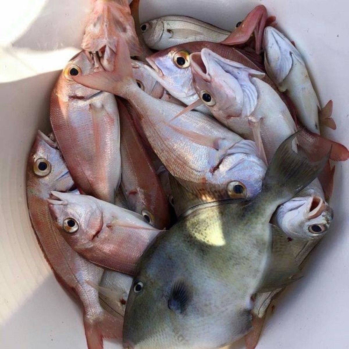 Salidas de pesca en barco en Fuengirola