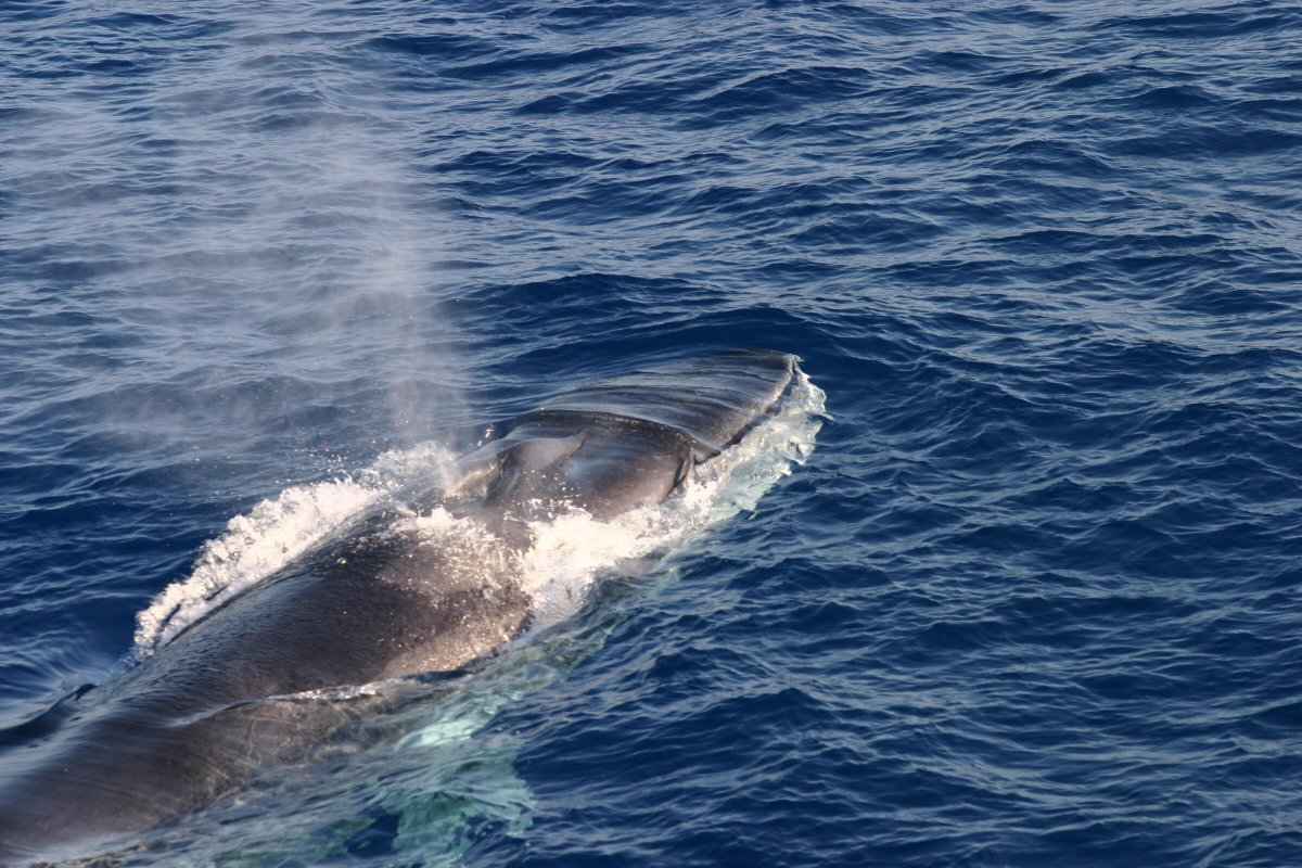 Experiencia de avistamiento de ballenas en velero clásico desde Palamós