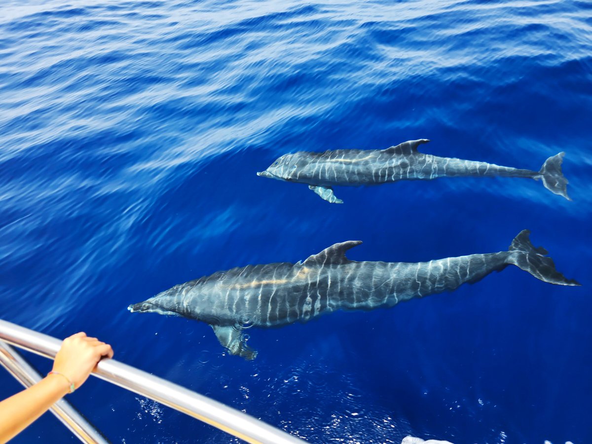 Fortgeschrittener Segelkurs in Teneriffa Süd