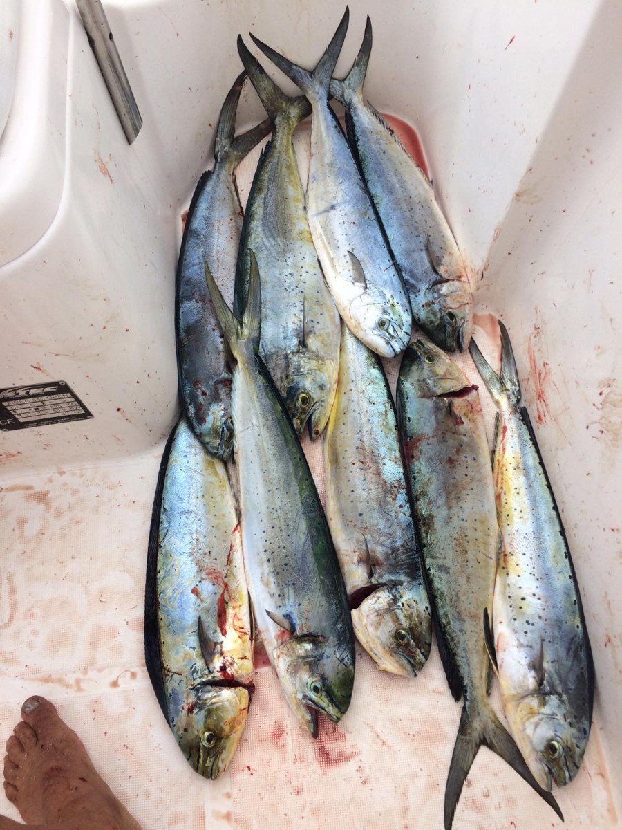 The unique landscape of Benidorm Island