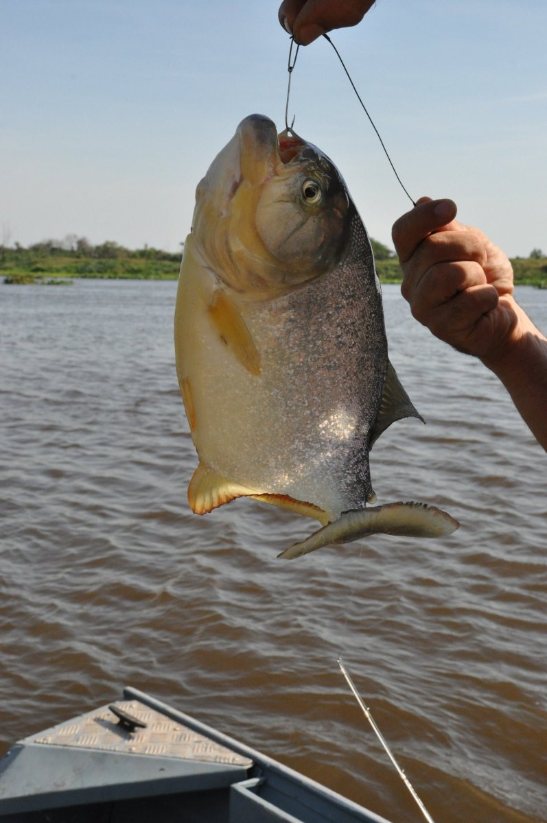 Exploring the hidden beauty of Paraguayan jungle