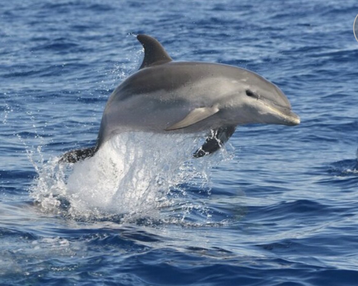 Esplorare le Isole Canarie in un viaggio in goletta classica