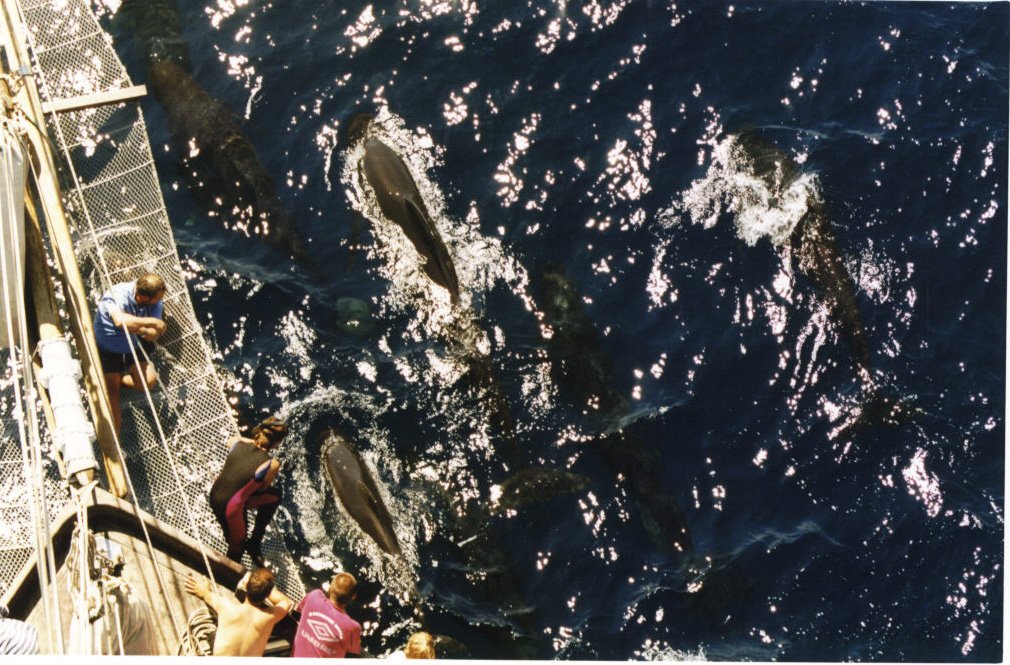 Segelreise in klassischem Segelboot zur Meereslebewesen-Beobachtung in Palamós