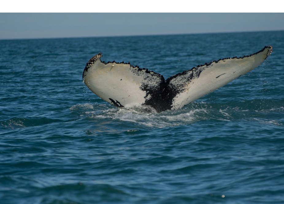Goditi la pace e la bellezza dei fiordi norvegesi in un viaggio di navigazione unico