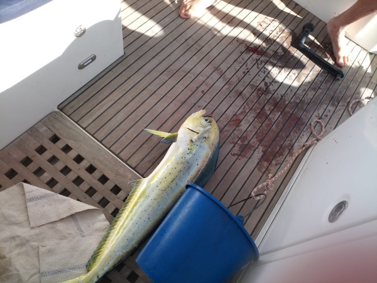 Crucero en el Atlántico: de Tenerife a las Islas Cabo Verde