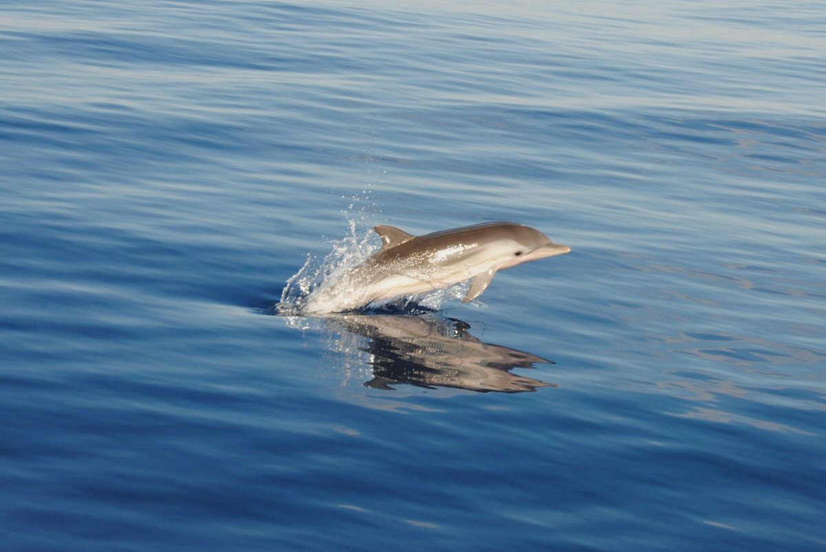 Explore Ibiza and Formentera on a sailing and diving cruise