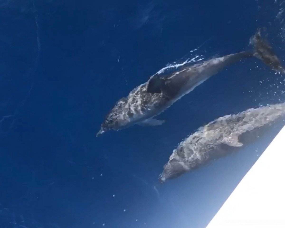 Entdecken Sie die Gewässer des Adriatischen Meeres