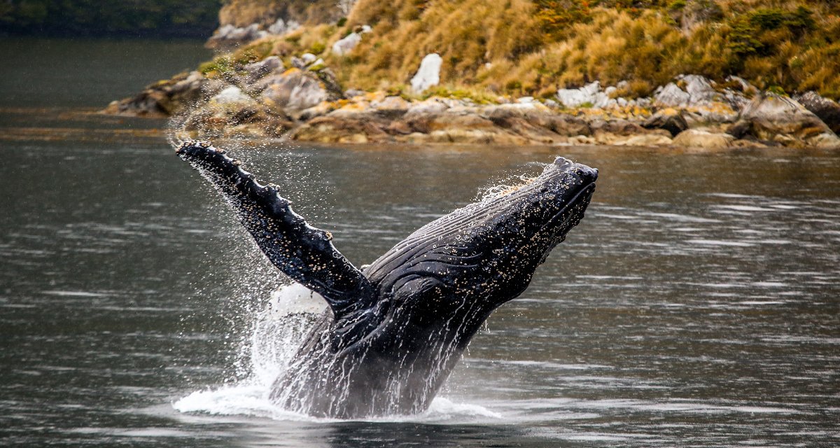 Navega por la Patagonia Chilena en velero de Valdivia a Punta Arenas