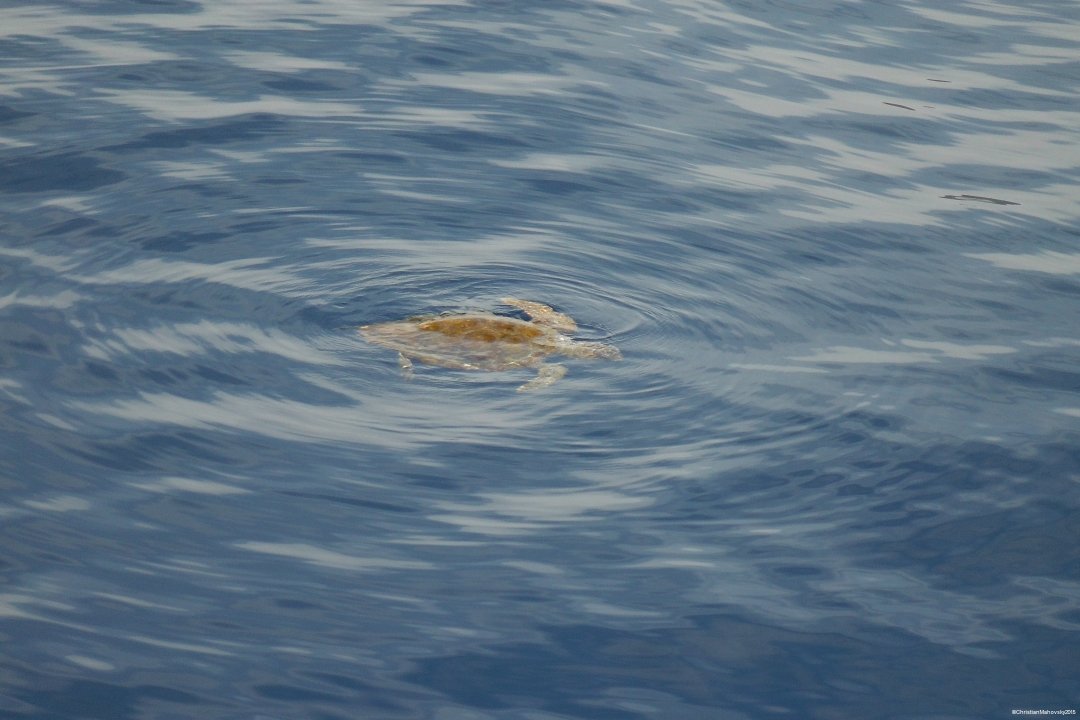 Offshore Sailing Course: 8 days with dolphins!