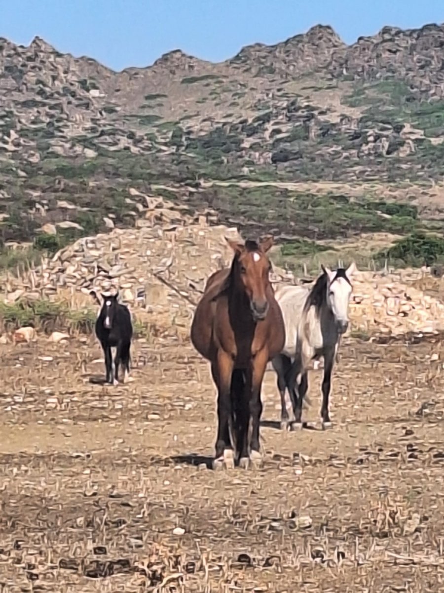 Barca a vela in Sardegna dal parco della Maddalena al parco dell' Asinara