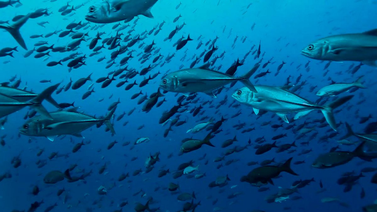 Guided tour to Columbretes Islands from Castellón