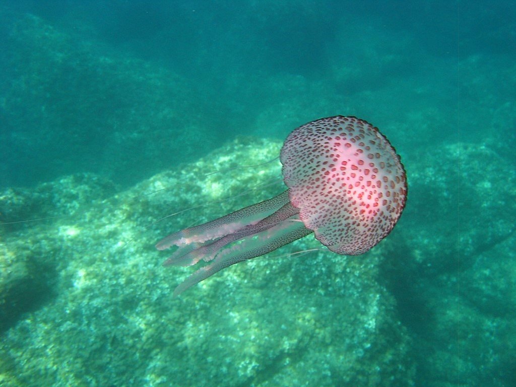 Learn navigation in a marine environment