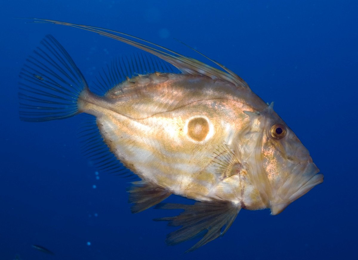 Segeln und Tauchen in Ibiza und Formentera für eine Woche