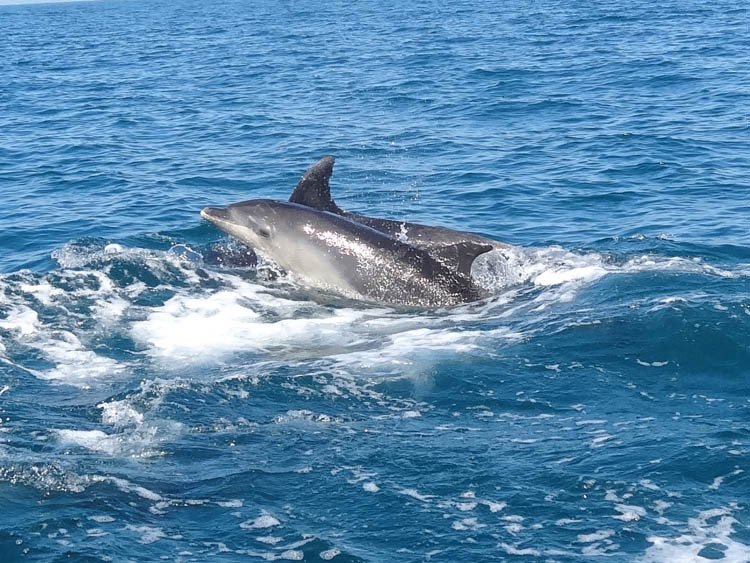 cadiz-velero-delfines