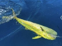 Pesca a traina a Cadice