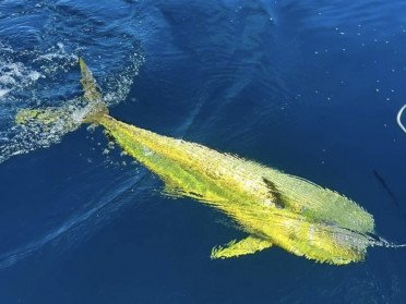 Trolling trips in Cádiz