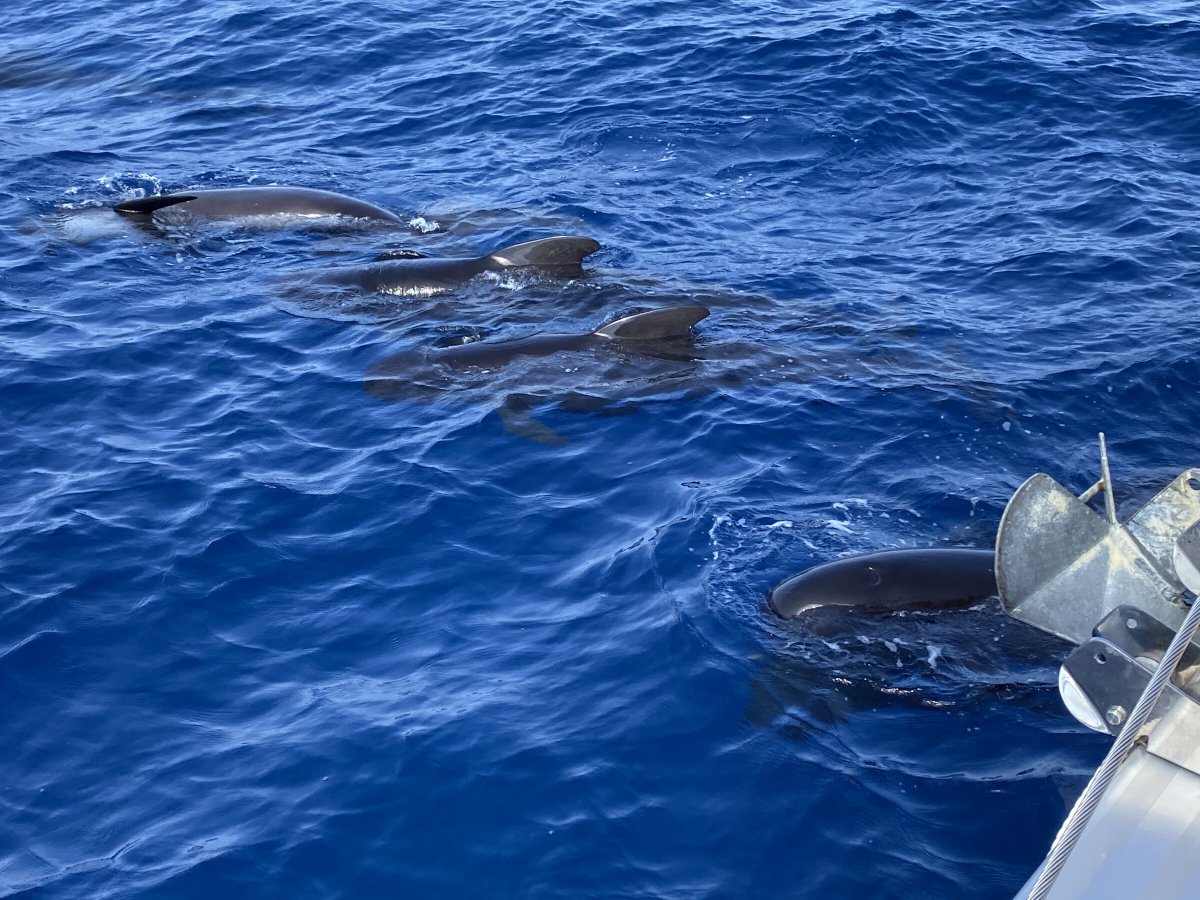Vuelta por el Caribe en catamarán desde Martinica a San Blas