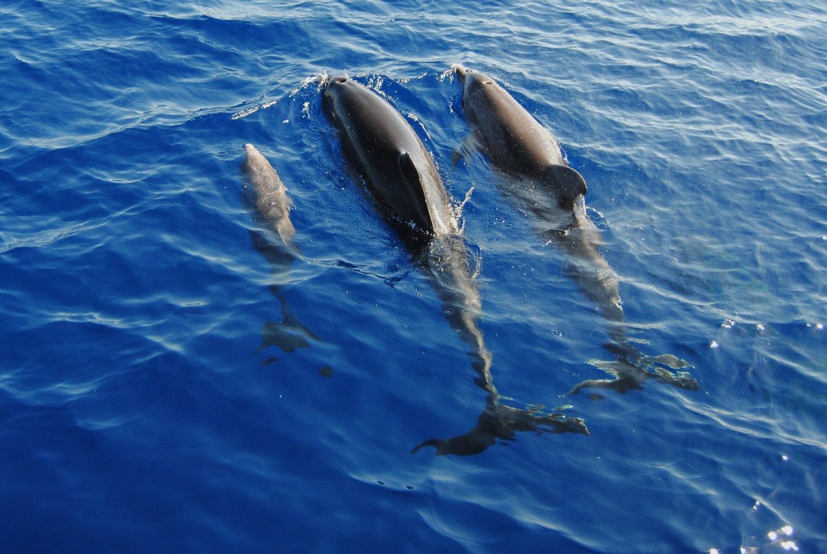 Isola di La Gomera all'orizzonte