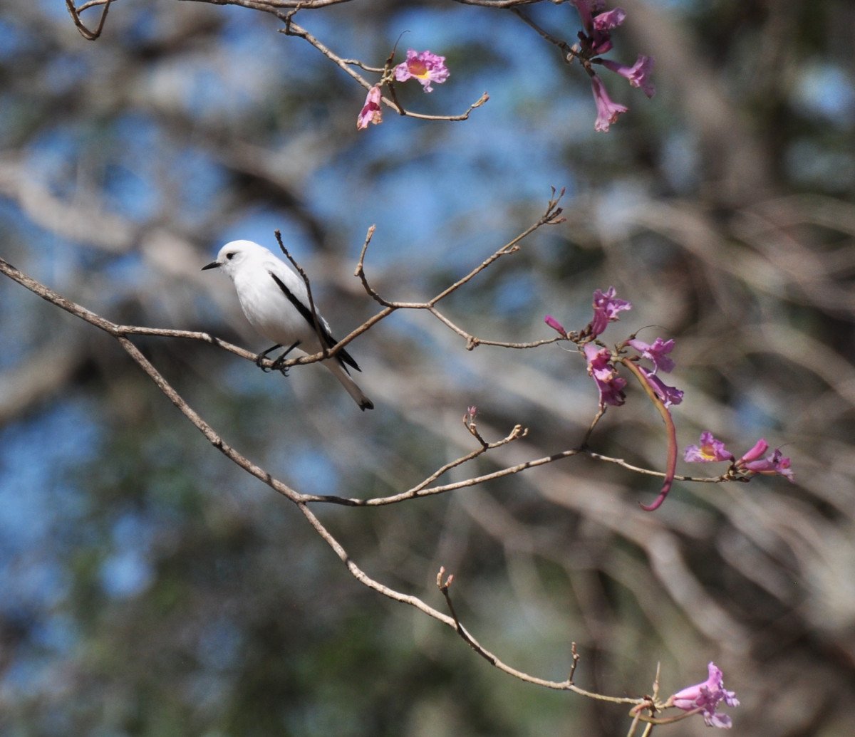 Viaggi in barca attraverso la foresta pluviale tropicale del Paraguay