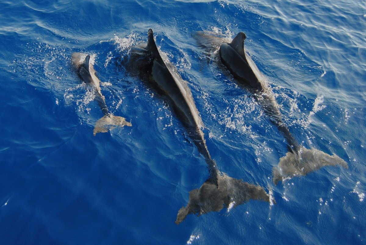 familia delfines 3.JPG