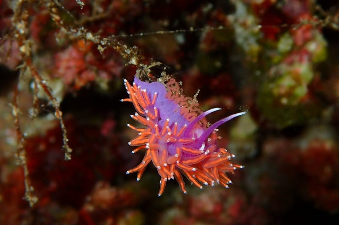 Sail and Scuba Diving Cruise in Ibiza and Formentera 4 nights