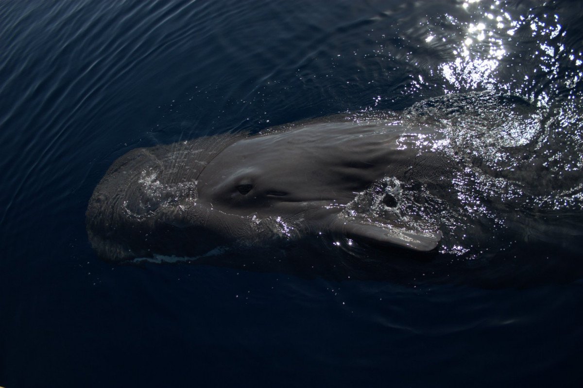Segelkurs in den Gewässern des Atlantiks