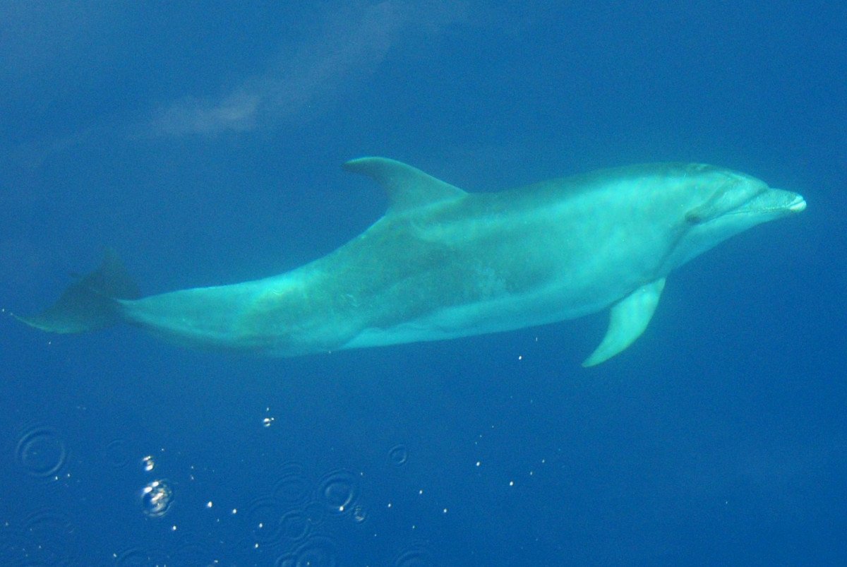 Boat trip for diving in Ibiza and Formentera