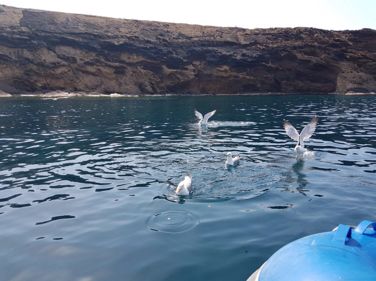 viaje en barco columbretes 