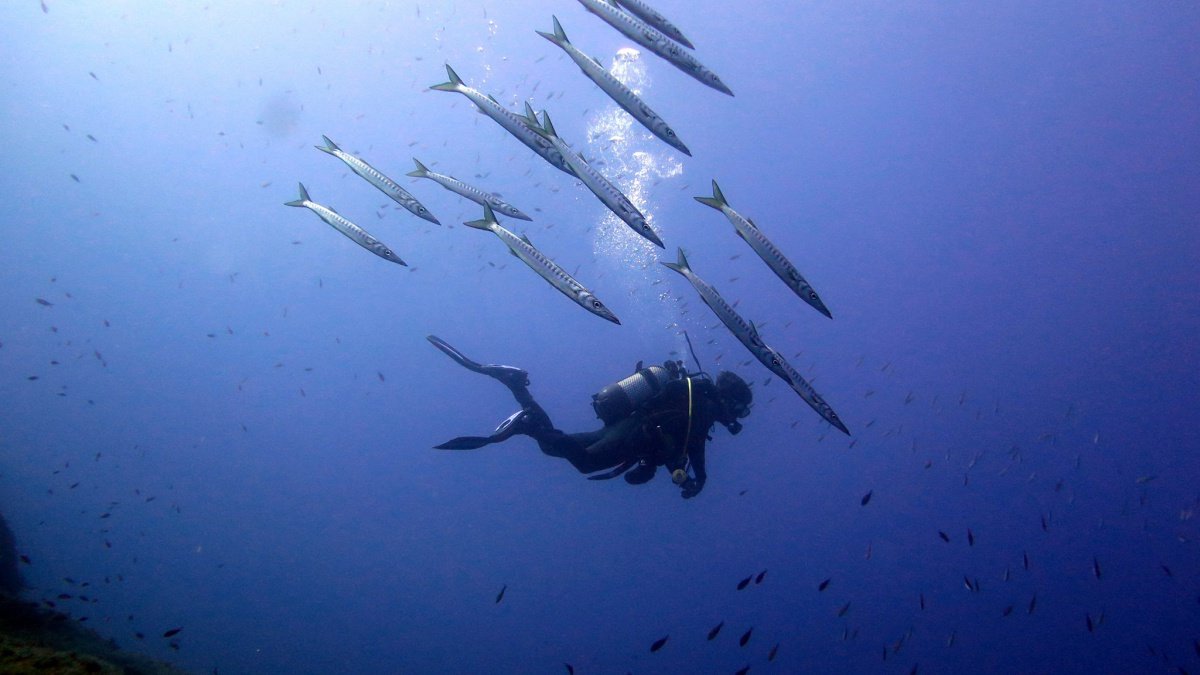 Discover the coral reefs of Columbretes