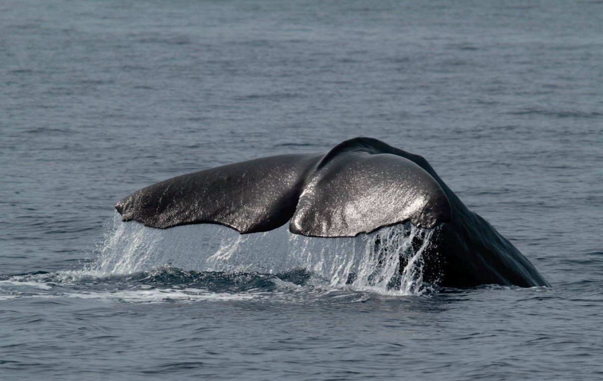 Gita in barca nelle acque di Lanzarote
