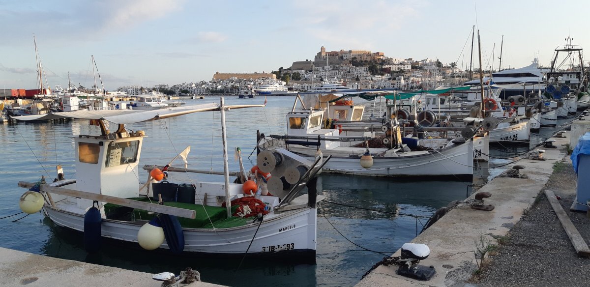 Offshore Sailing Course: 8 days with dolphins!