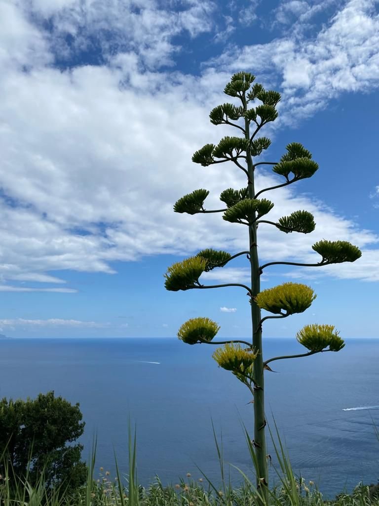Viaje en barco y navegación en Ischia: vela, senderismo y paisajes impresionantes